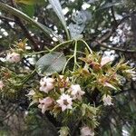 Forgesia racemosa Flower