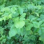 Rubus polonicus Other