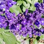 Salvia farinacea Flower