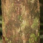 Lecythis persistens Bark