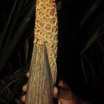 Sclerosperma mannii Frucht