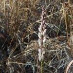 Polygala alba Habitus