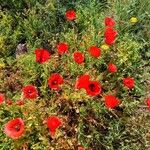 Papaver setiferumFlor