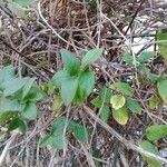 Lonicera japonica Blatt