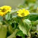 Sanvitalia procumbens Mosusu