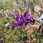 Iris reticulata Flor