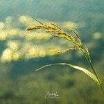 Echinochloa crus-galli Плод