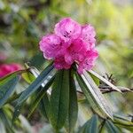 Rhododendron pachytrichum Λουλούδι