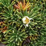 Xenophyllum rigidum Yaprak
