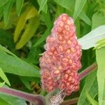 Rhus glabra Fruto