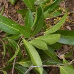 Heteropterys laurifolia Leaf