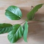 Gaultheria shallon Leaf
