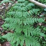 Dryopteris aemula Blad