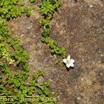 Arenaria balearica Hábito