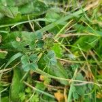 Vicia lathyroides Blatt