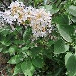Syringa vulgaris Цветок