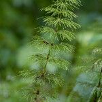 Equisetum sylvaticum Foglia