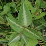 Desmodium uncinatum Leaf