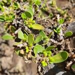 Pyrostria phyllanthoidea Blatt