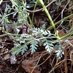 Torilis africana Hoja