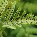 Gymnocarpium dryopteris Frucht