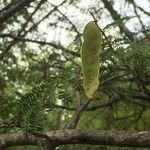 Albizia brevifolia خشب