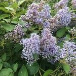 Ceanothus americanus Leaf