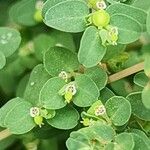 Euphorbia serpens Blüte