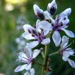 Lysimachia ephemerum फूल