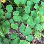 Thalictrum dioicum Folio