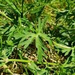 Geranium dissectum Leaf