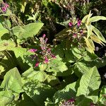 Lepechinia hastata Hoja