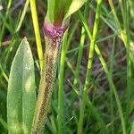 Silene flos-cuculi Bark