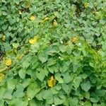 Ipomoea obscura Φύλλο