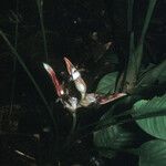 Heliconia lourteigiae Кветка