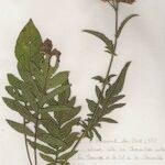 Serratula tinctoria Costuma