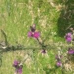 Cirsium palustre Flower