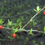 Ilex myrtifolia Habit