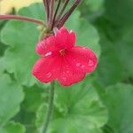 Pelargonium inquinans Žiedas