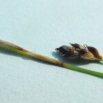 Carex eburnea Fruit