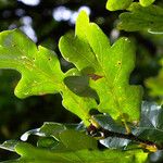 Quercus × rosacea Blad