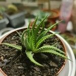 Aristaloe aristata 葉