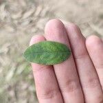 Phyllanthus reticulatus Leaf