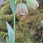 Fritillaria gussichiae Flor