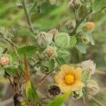 Sida cordifolia Flower