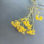 Euthamia graminifolia Flower