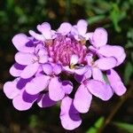 Iberis linifolia Flower