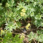 Alchemilla pentaphyllea Συνήθη χαρακτηριστικά