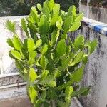 Euphorbia ingens List