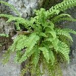 Asplenium viride पत्ता